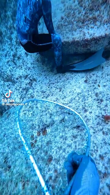 Title: "Ocean Wonders: Discovering the Amazing Sea Creatures"