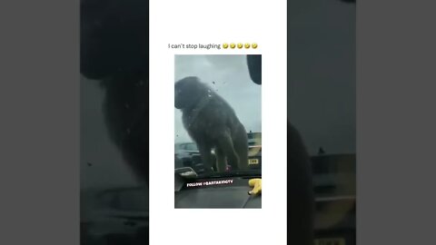 The original sound 💯👌😂😂 #shorts #shortsvideo