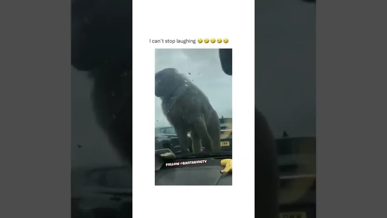 The original sound 💯👌😂😂 #shorts #shortsvideo