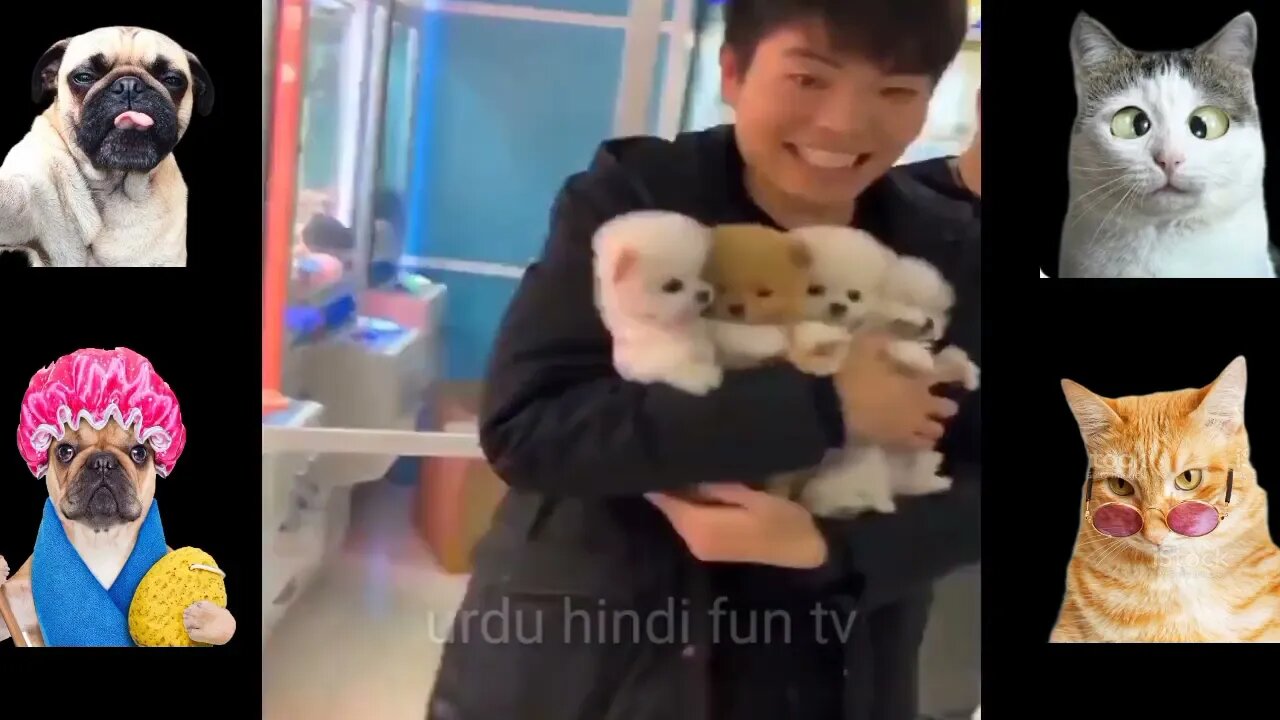 Funny animals of the world