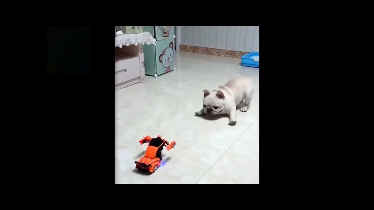 ๐Cute And Funny Pets | Try Not To Laugh To These Pets Compilation #7๐ Cutest Lands