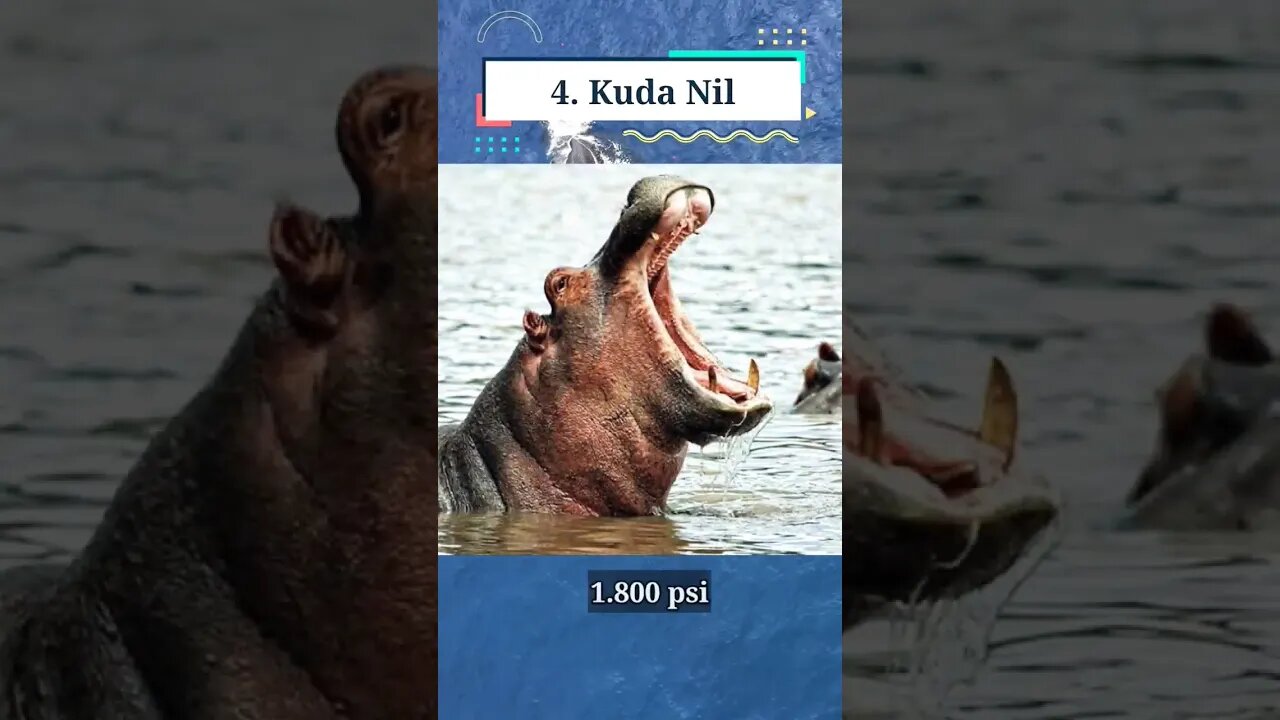 Hewan dengan Gigitan Terkuat di Dunia
