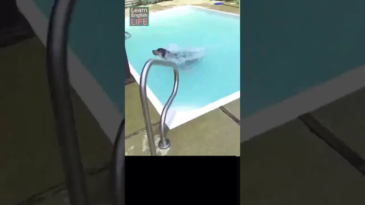 Did that just HAPPEN❓🐩🐕 (Learn English)