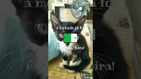 Quarta-feira chegou 😸😸