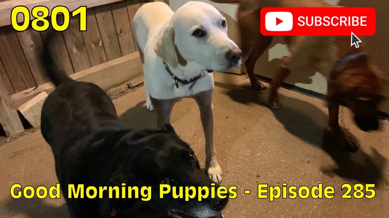 [0801] GOOD MORNING PUPPIES - EPISODE 285 [#dogs #doggos #doggies #puppies #dogdaycare]