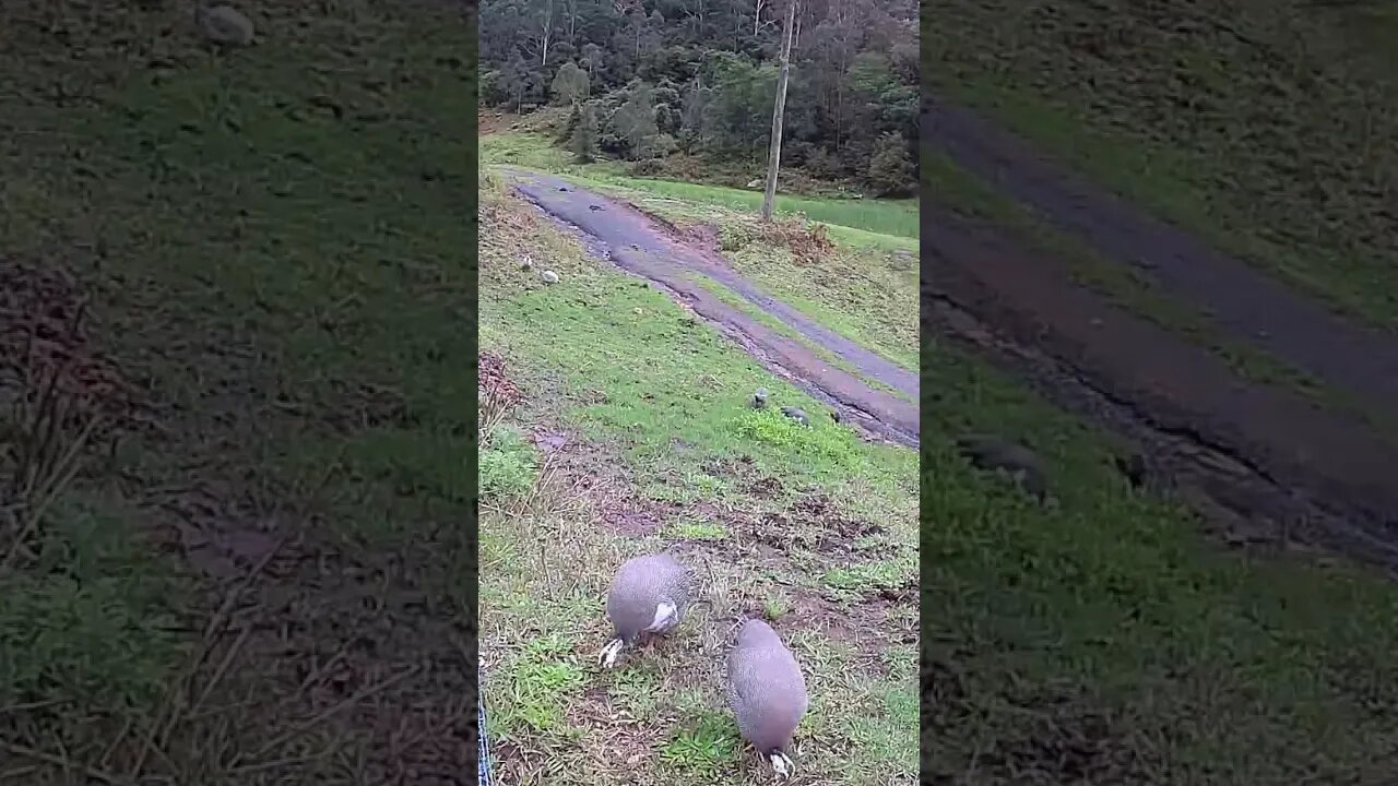 Free range guinea fowl