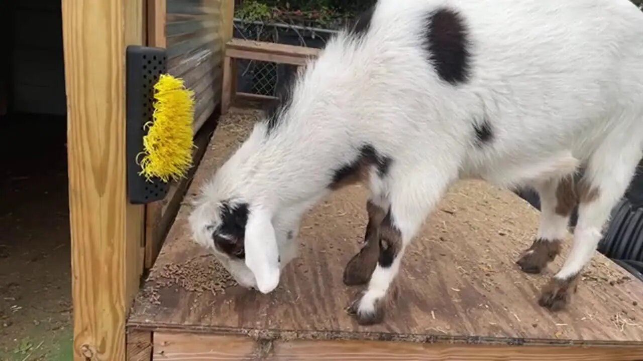 The #Goat Report with Lummy. #TheBubbaArmy #animals #goats #farm