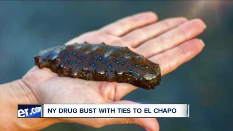 You can thank sea cucumbers for one of Buffalo's largest drug bust