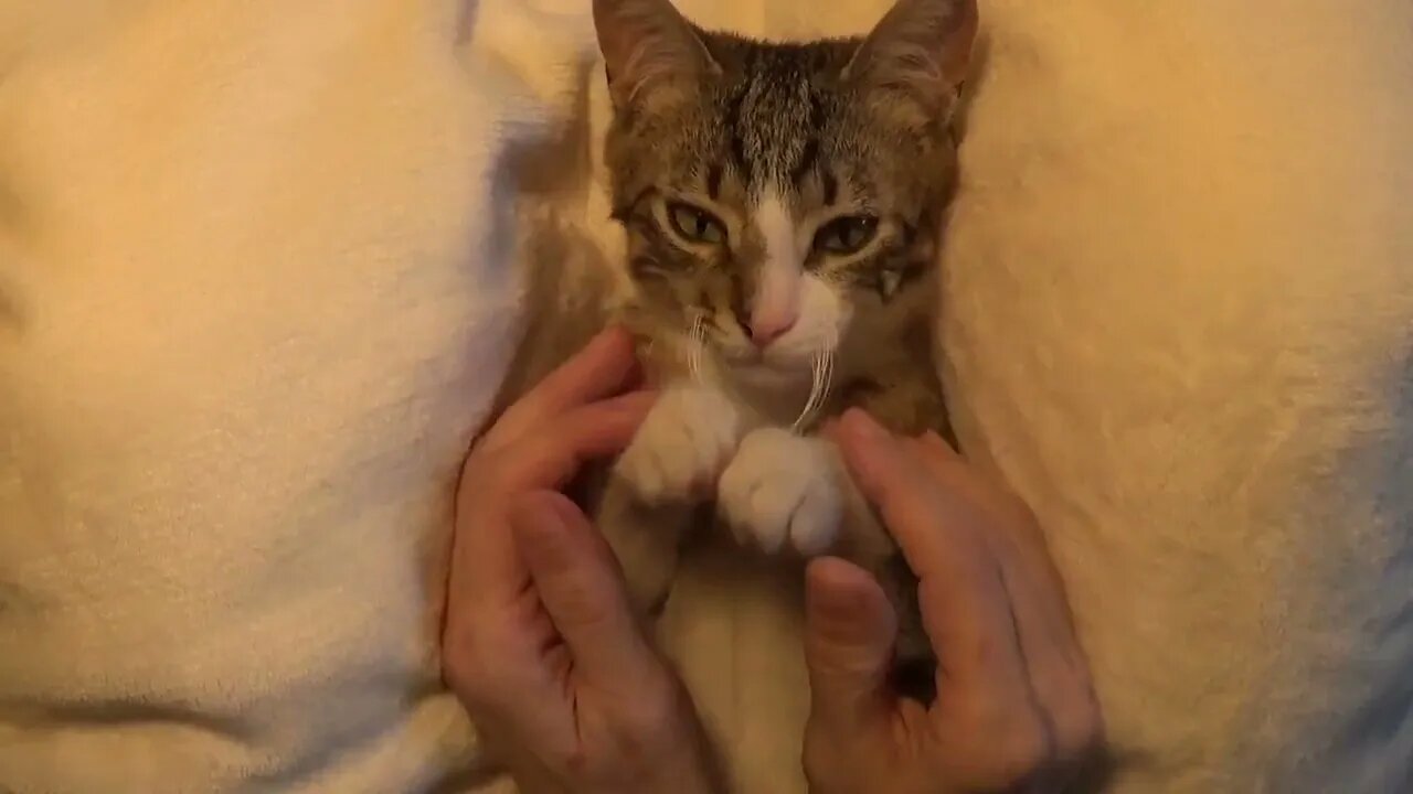 Sweet Purring Kitten