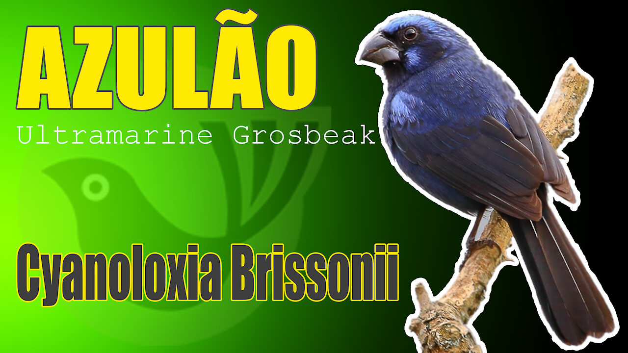 Ultramarine Grosbeak - Song Birds