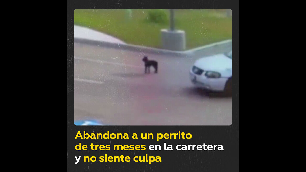 Deja a un cachorro en la calle y piensa que no ha hecho nada malo