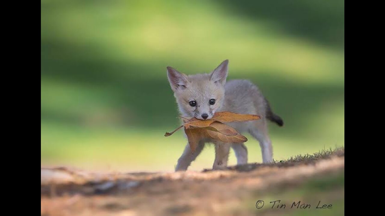 A fox cub eating on a bed of hay