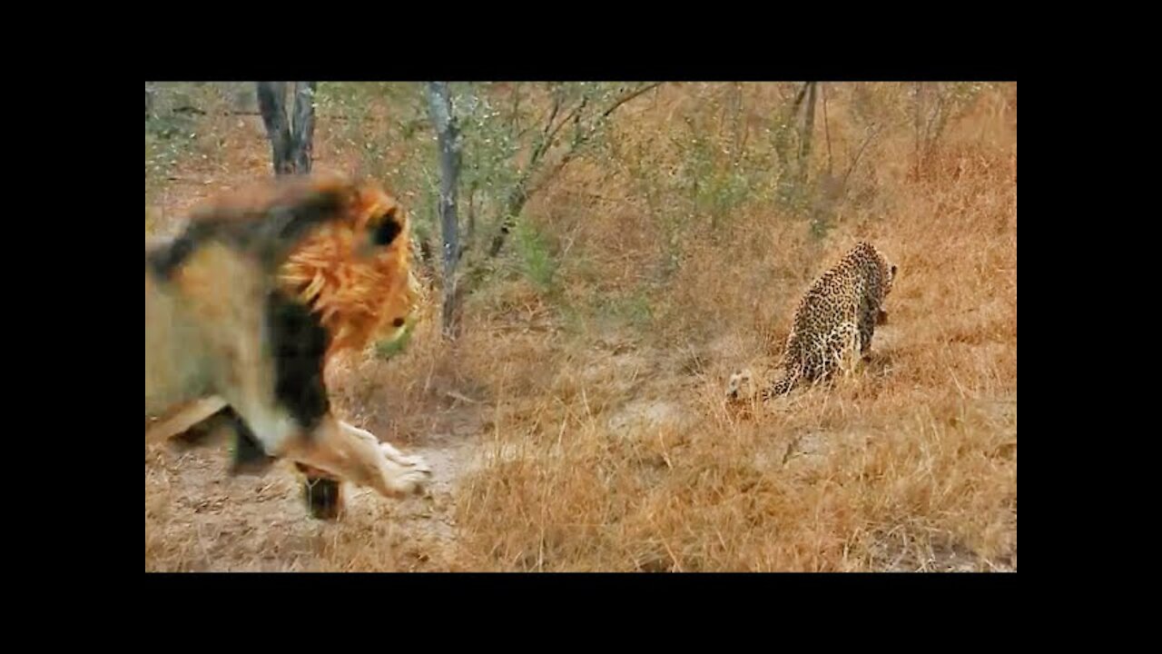 Male Lion Gives Leopard the Fright of its Life