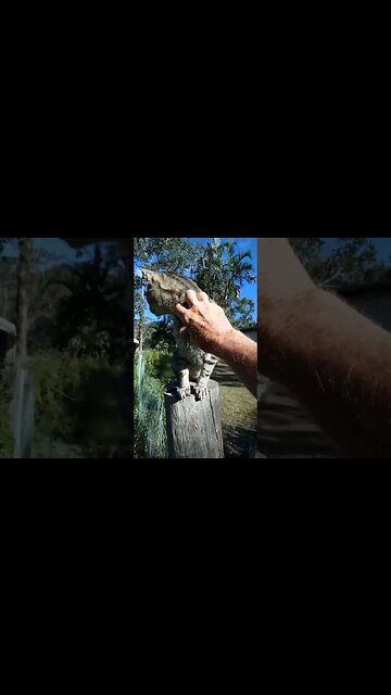 Hello Skippy 27th March 2023