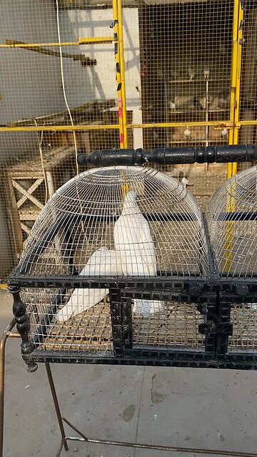 Ustad Sohaib Mushtaq Pigeons #pigeons #faisalmeer