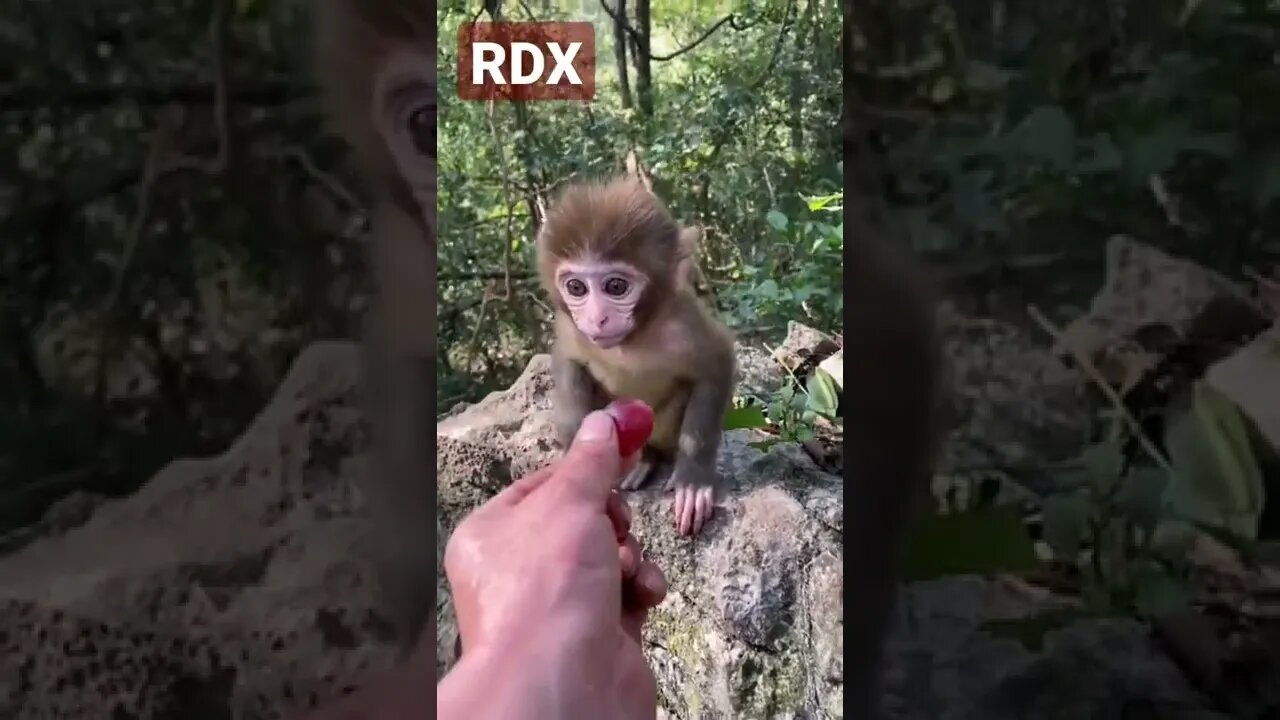 Baby Monkeys