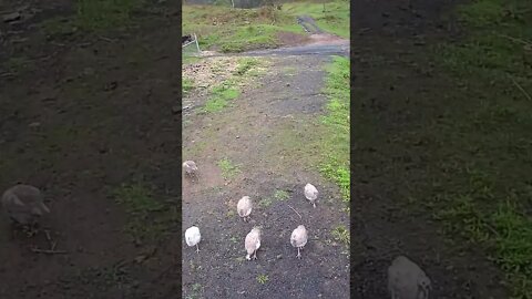 The secret lives of guinea fowl