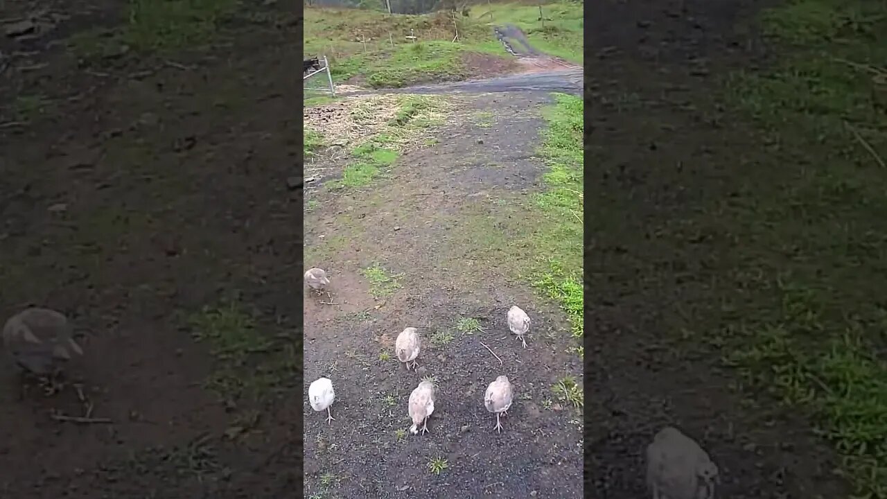 The secret lives of guinea fowl