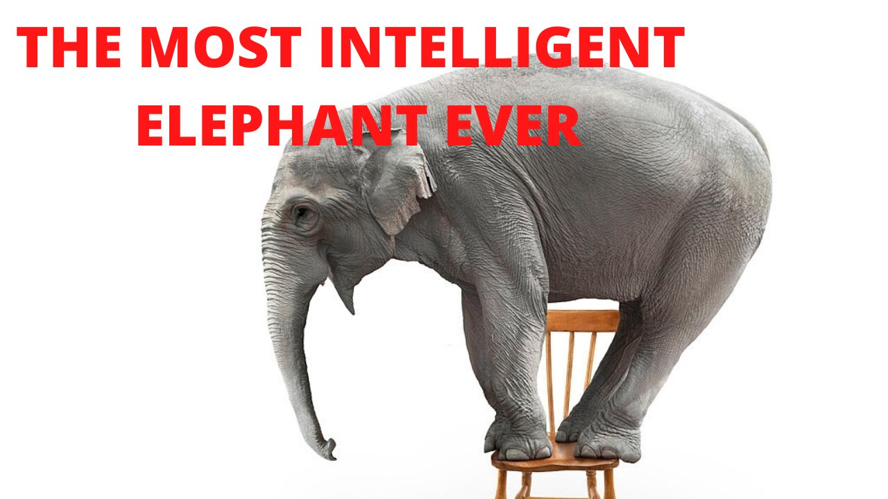 Is this the most intelligent Elephant ever?