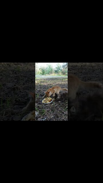 Кошку и котенка бросили в лесу