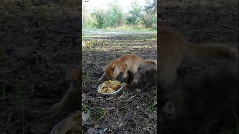 Кошку и котенка бросили в лесу