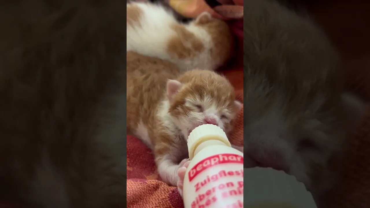My kitty is drinking milk 😻 day 6 😻