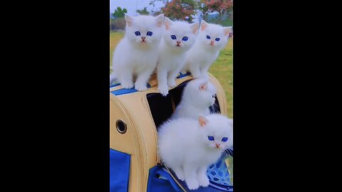 BEAUTIFUL CATS