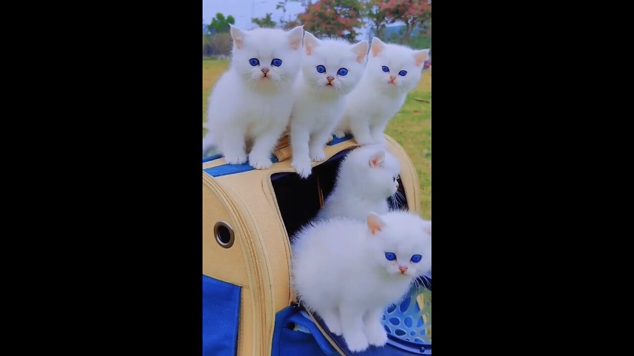 BEAUTIFUL CATS