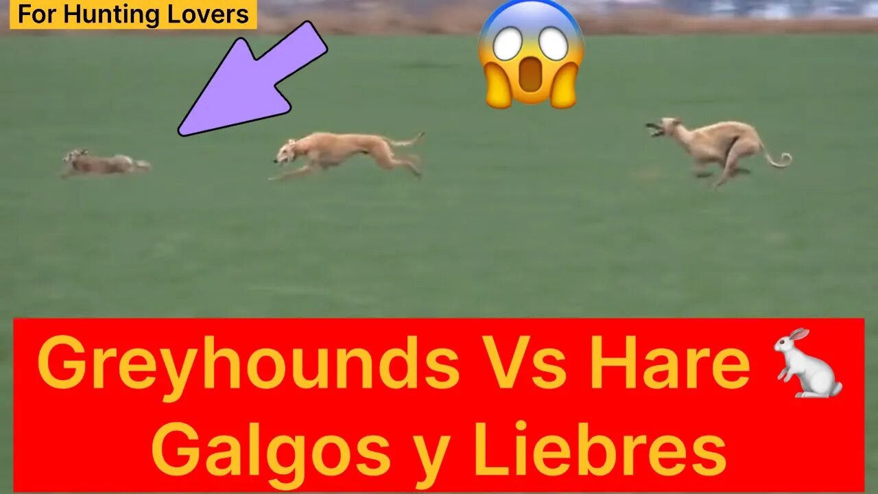 Greyhounds with High Speed Rabbit 🐇 😱 | Galgos y conejos con alta velocidad Борзые и кролик