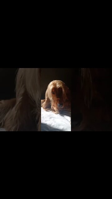 #dogshow, #amimals, #dogs, #shorts