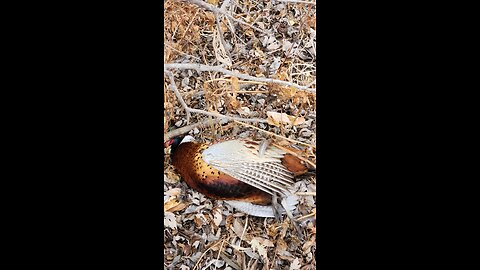 Calling in Ringneck Pheasants.... Some say it can't be done