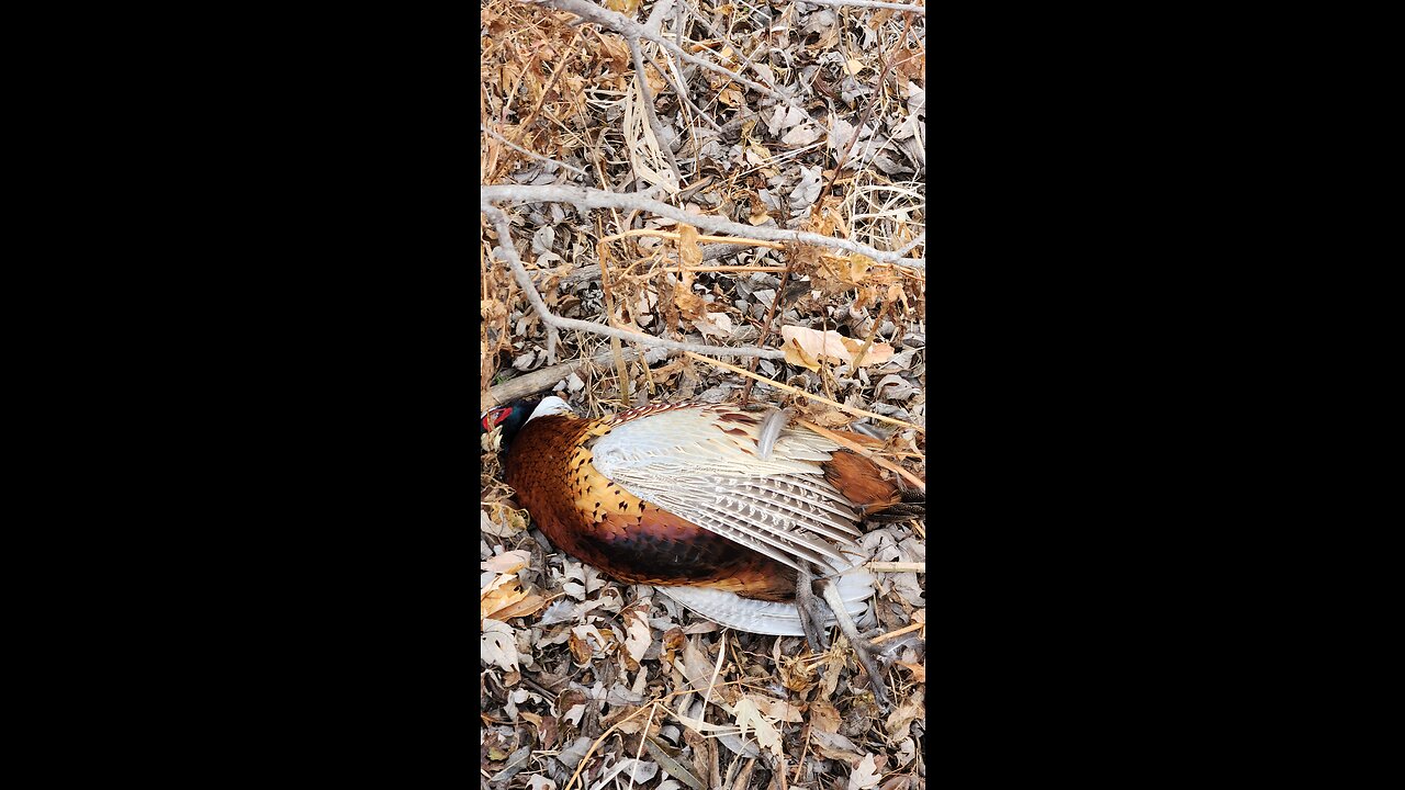 Calling in Ringneck Pheasants.... Some say it can't be done