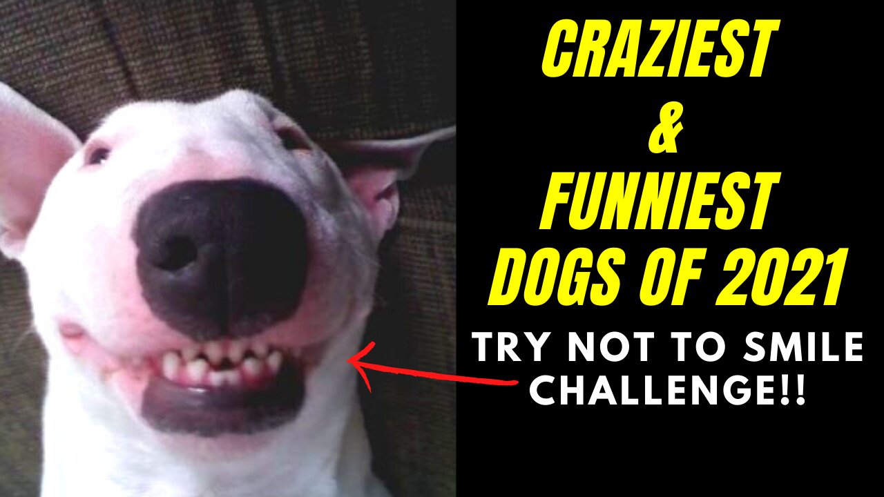 Craziest & Funniest Dogs of 2021 - TRY NOT SMILE CHALLENGE