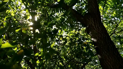 sun light filter