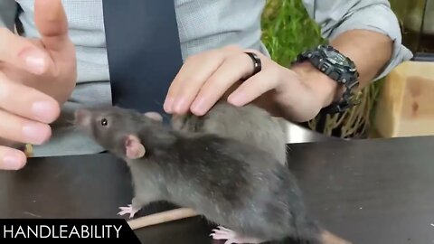 Rat, The Best Pet Mammal?