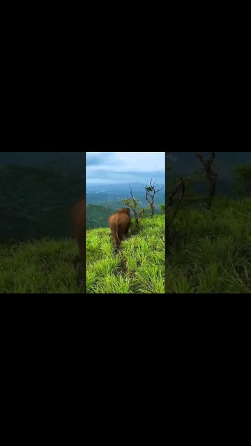 Elephant 🥰 #shorts