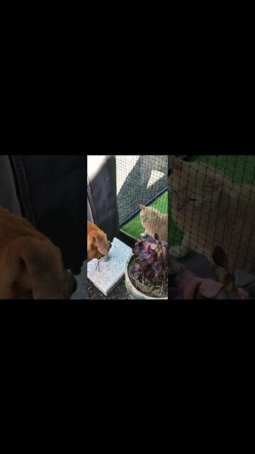 Cats are friends not food slinky! Introducing our dog to the new cat enclosure