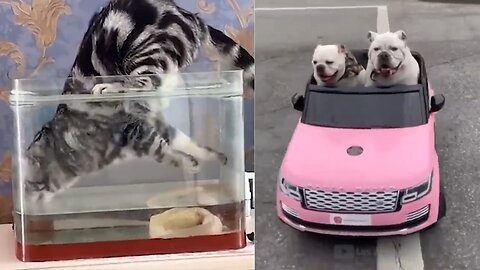 Funny animals - Funny cats/dogs - Funny animal videos