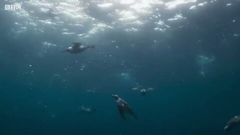 Puffin Hunts Fish To Feed Puffling