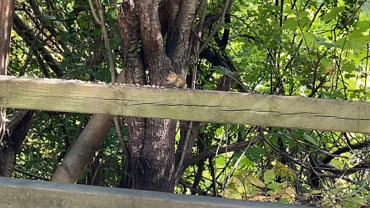 Theodore the chipmunk unhappy with today's offering