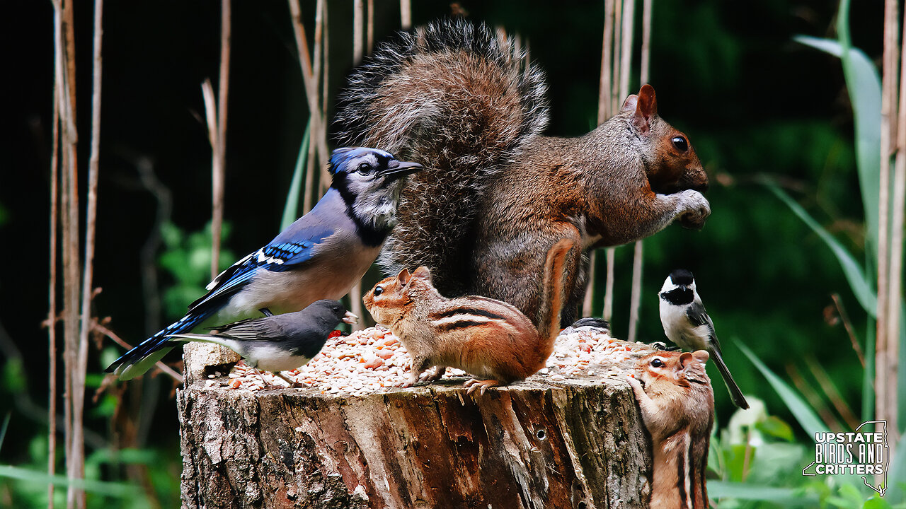 Cat TV 🐱 Dog TV 🐶 Upstate Birds And Critters: Ep 269 — 052324