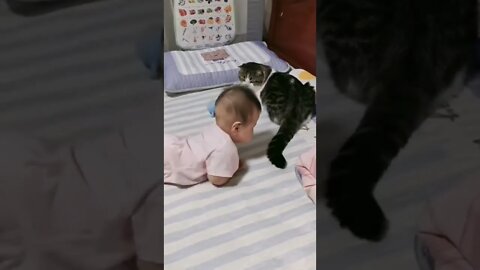 Cat and baby funny video#shorts