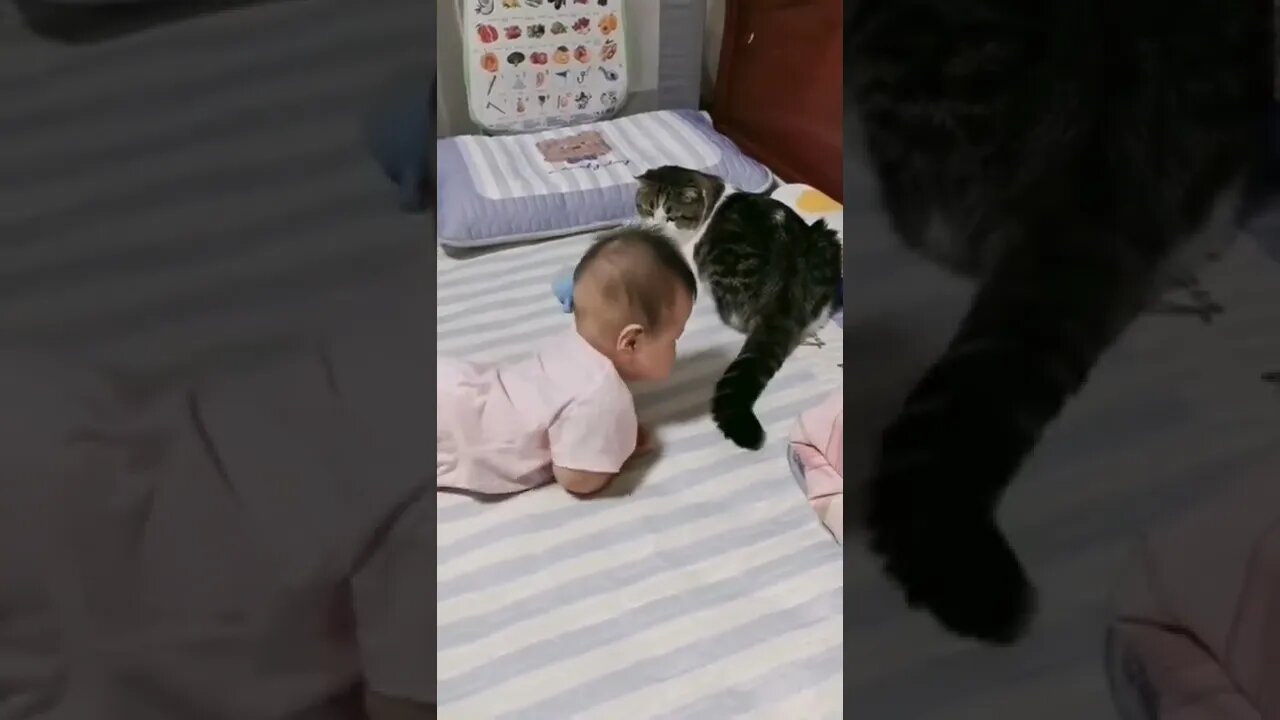 Cat and baby funny video#shorts