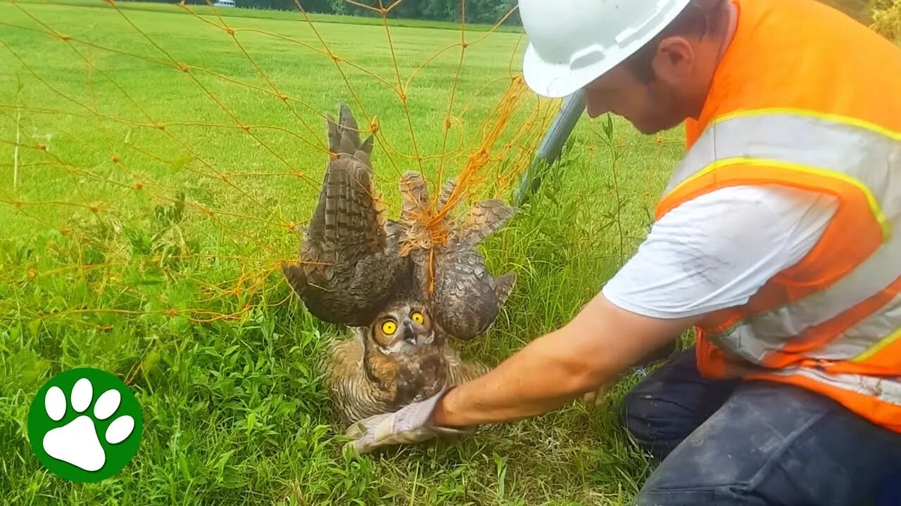 Beautiful Owl Stuck in Soccer Net.