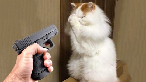 OMG So Cute ♥ Funny Cats and Dogs Part 61