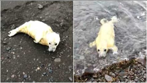 Ensam sälunge strandad på land