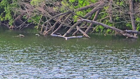 Blue heron takes off.