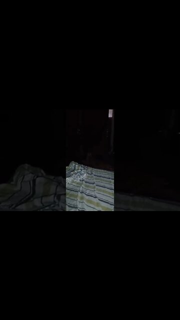 #dogshow , #animals , #dog , #shorts