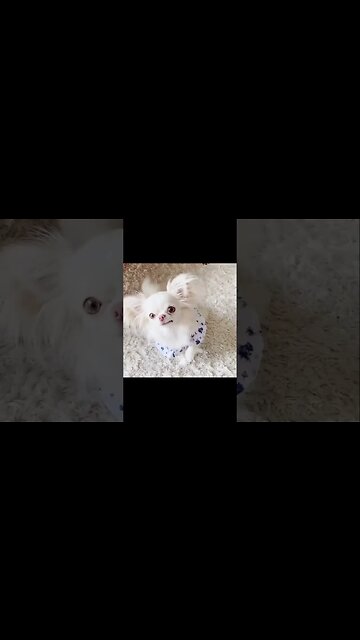 This Little Puppy's Reaction Is Absolutely Priceless!