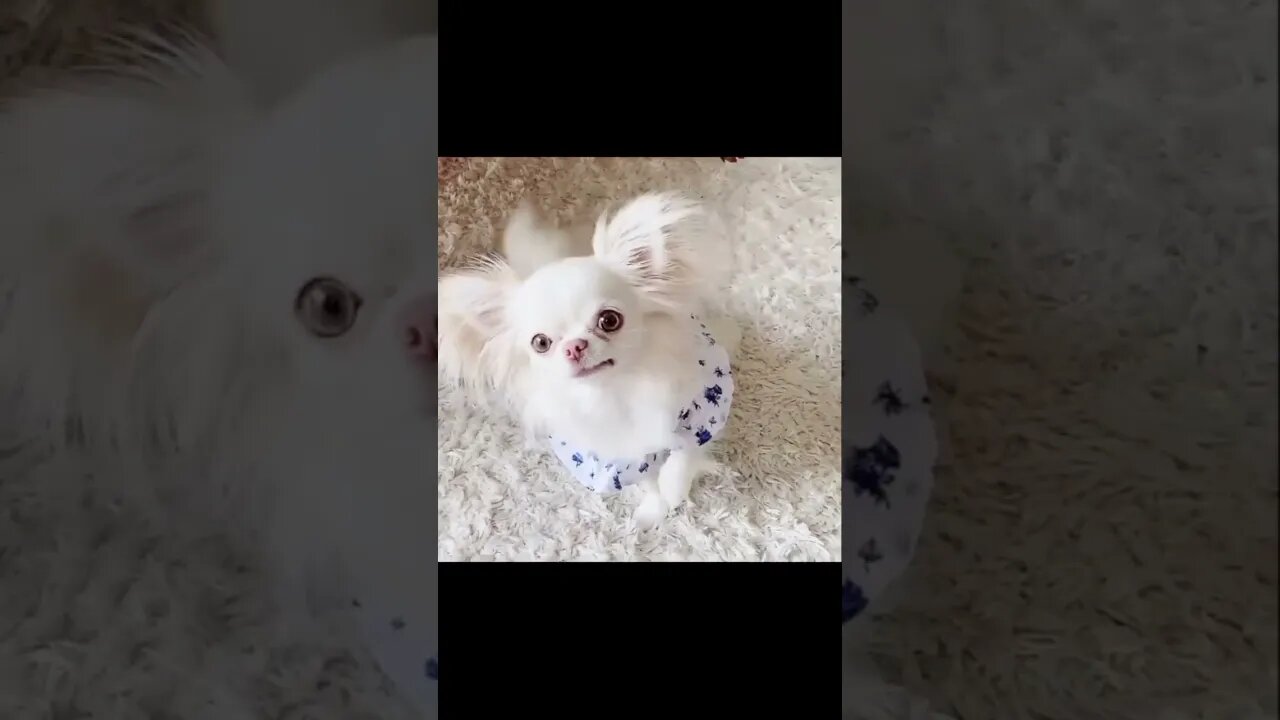 This Little Puppy's Reaction Is Absolutely Priceless!